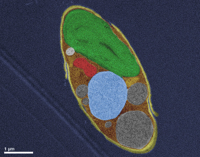 Diatomée vue au microscope electronique. Crédit : C Bowler, A Tanaka ENS, Paris.